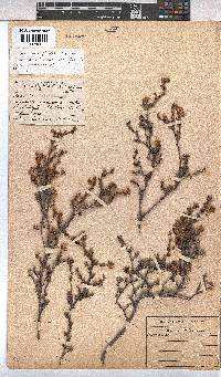 Hermannia filifolia image