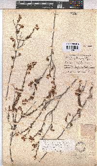 Hermannia filifolia image