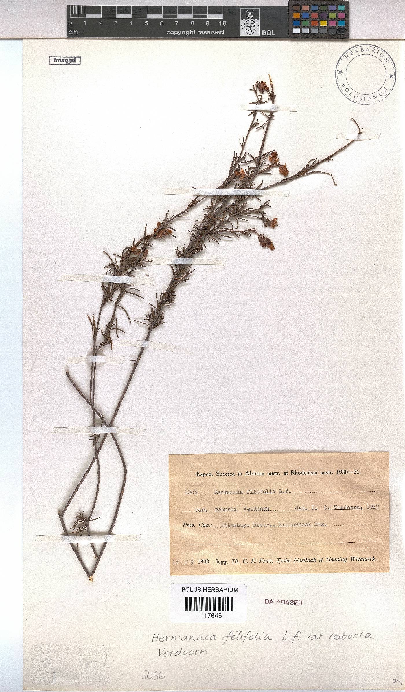 Hermannia filifolia image