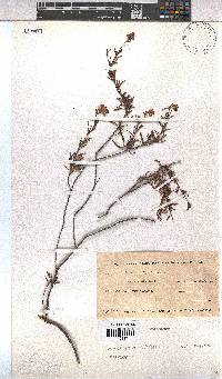 Hermannia filifolia image