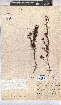 Hermannia filifolia image