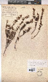 Hermannia filifolia image