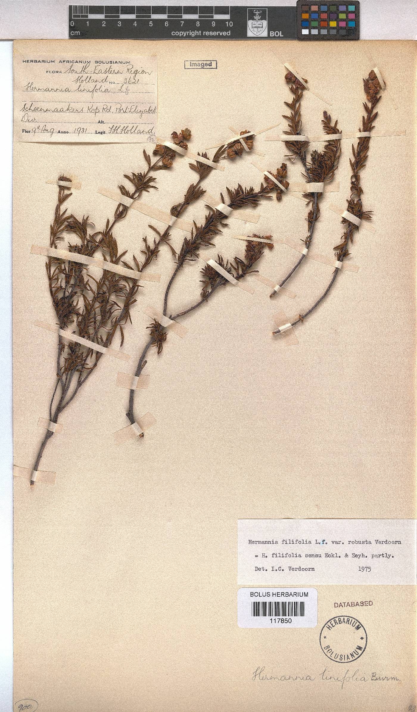 Hermannia filifolia var. robusta image
