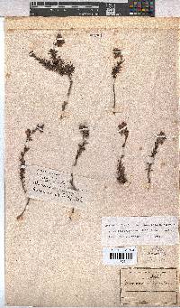 Hermannia filifolia image