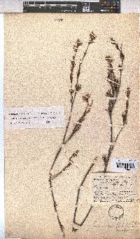 Hermannia filifolia image