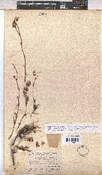 Hermannia filifolia image