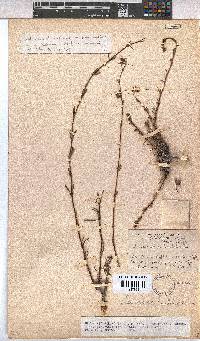 Hermannia filifolia image