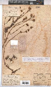Hermannia filifolia image