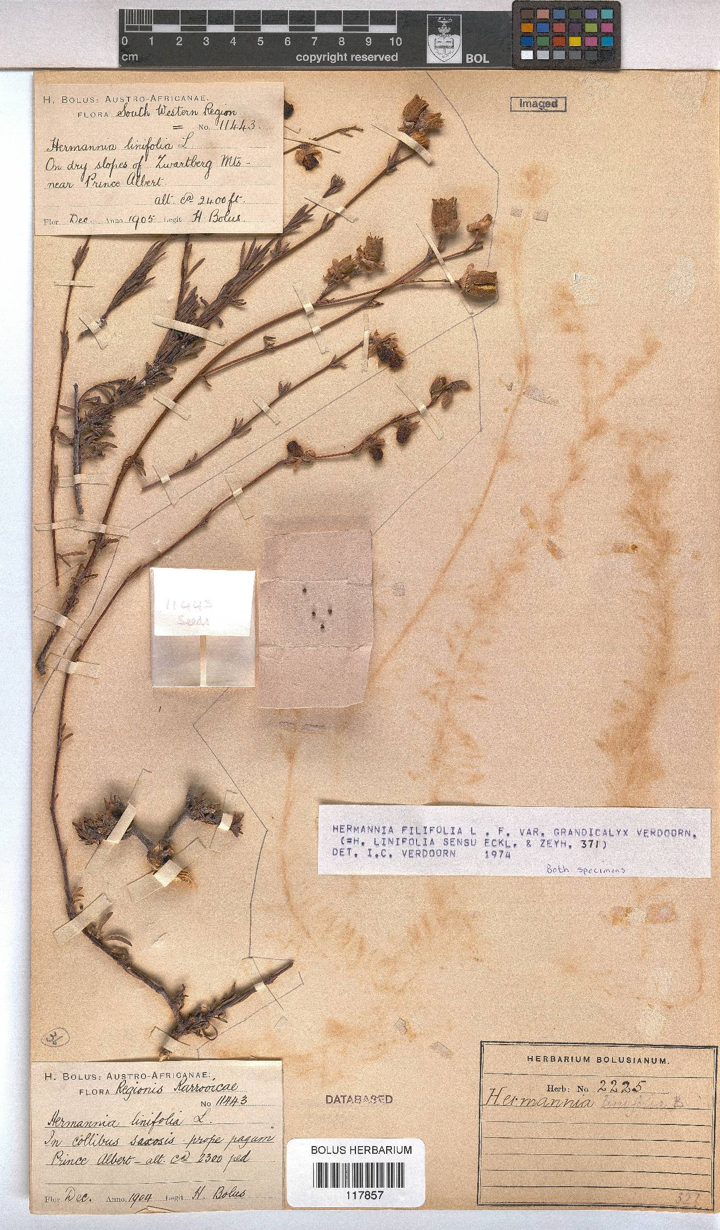 Hermannia filifolia image