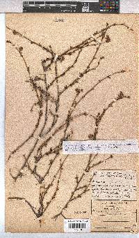 Hermannia filifolia image