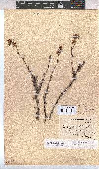 Hermannia filifolia image