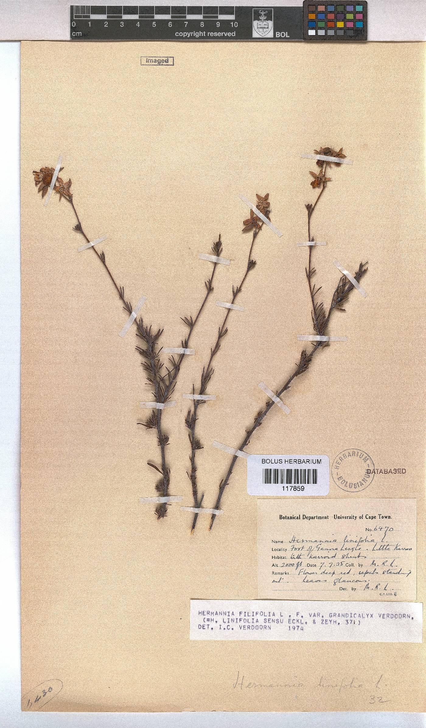 Hermannia filifolia image
