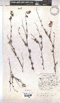 Hermannia filifolia image