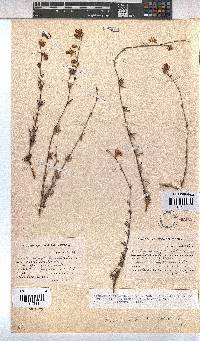Hermannia filifolia image