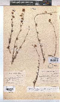 Hermannia filifolia image