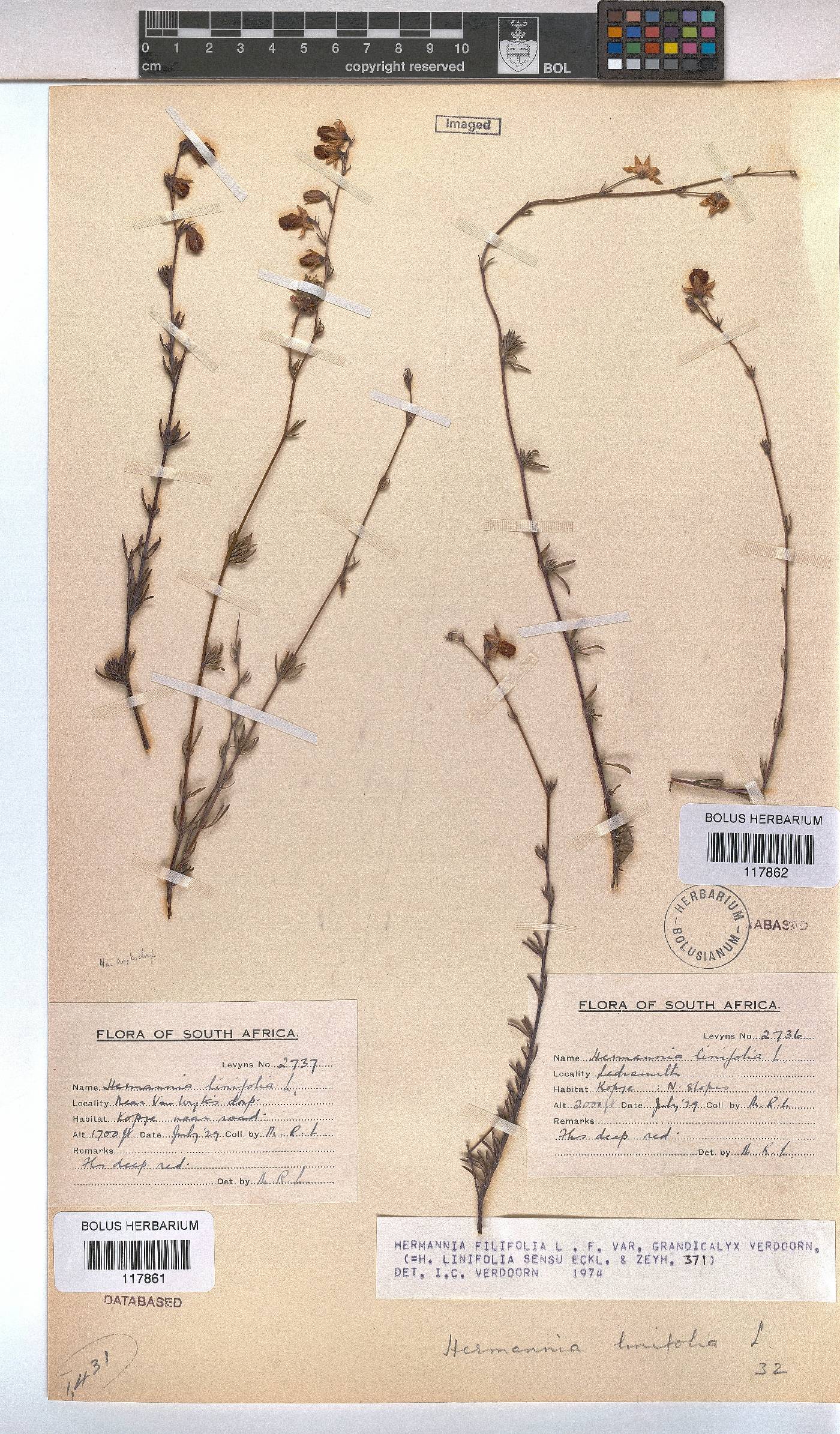 Hermannia filifolia var. grandicalyx image