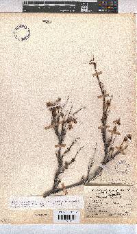 Hermannia filifolia image