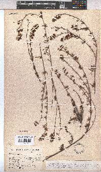 Hermannia filifolia image