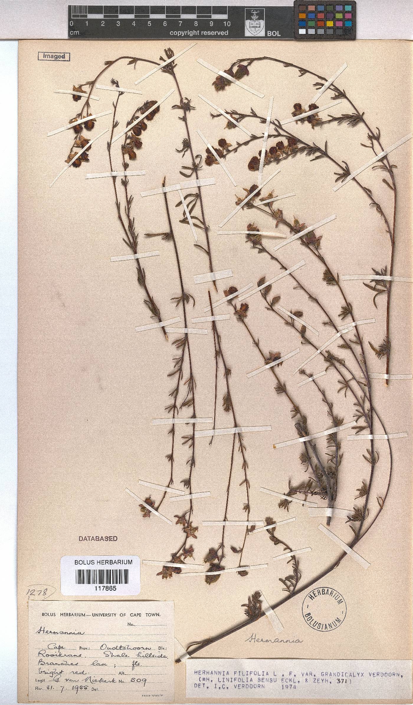 Hermannia filifolia var. grandicalyx image