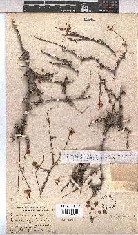 Hermannia filifolia image