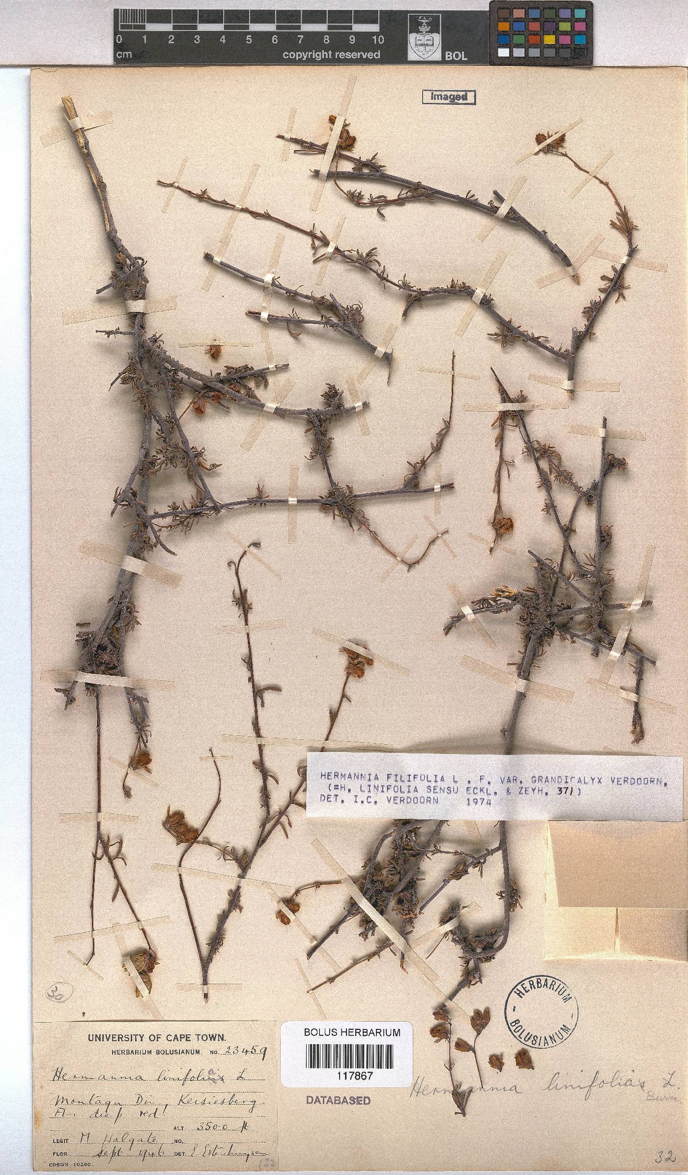 Hermannia filifolia image