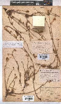 Hermannia filifolia image