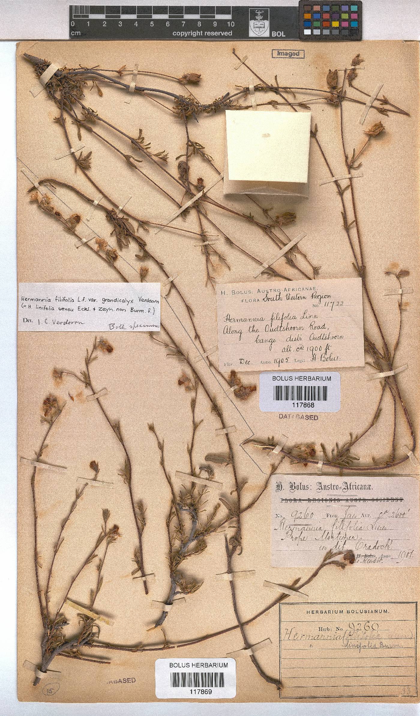 Hermannia filifolia var. grandicalyx image