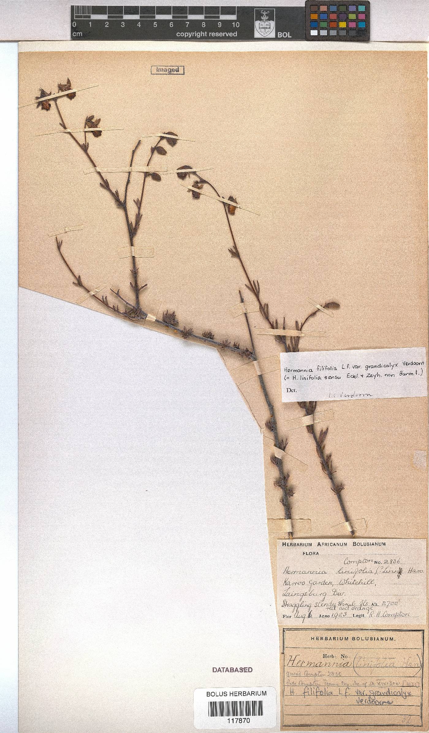 Hermannia filifolia image