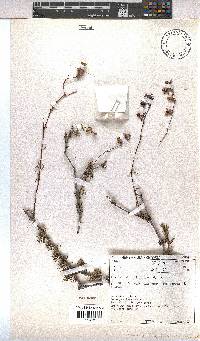 Hermannia filifolia image