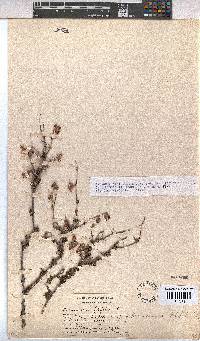 Hermannia filifolia image