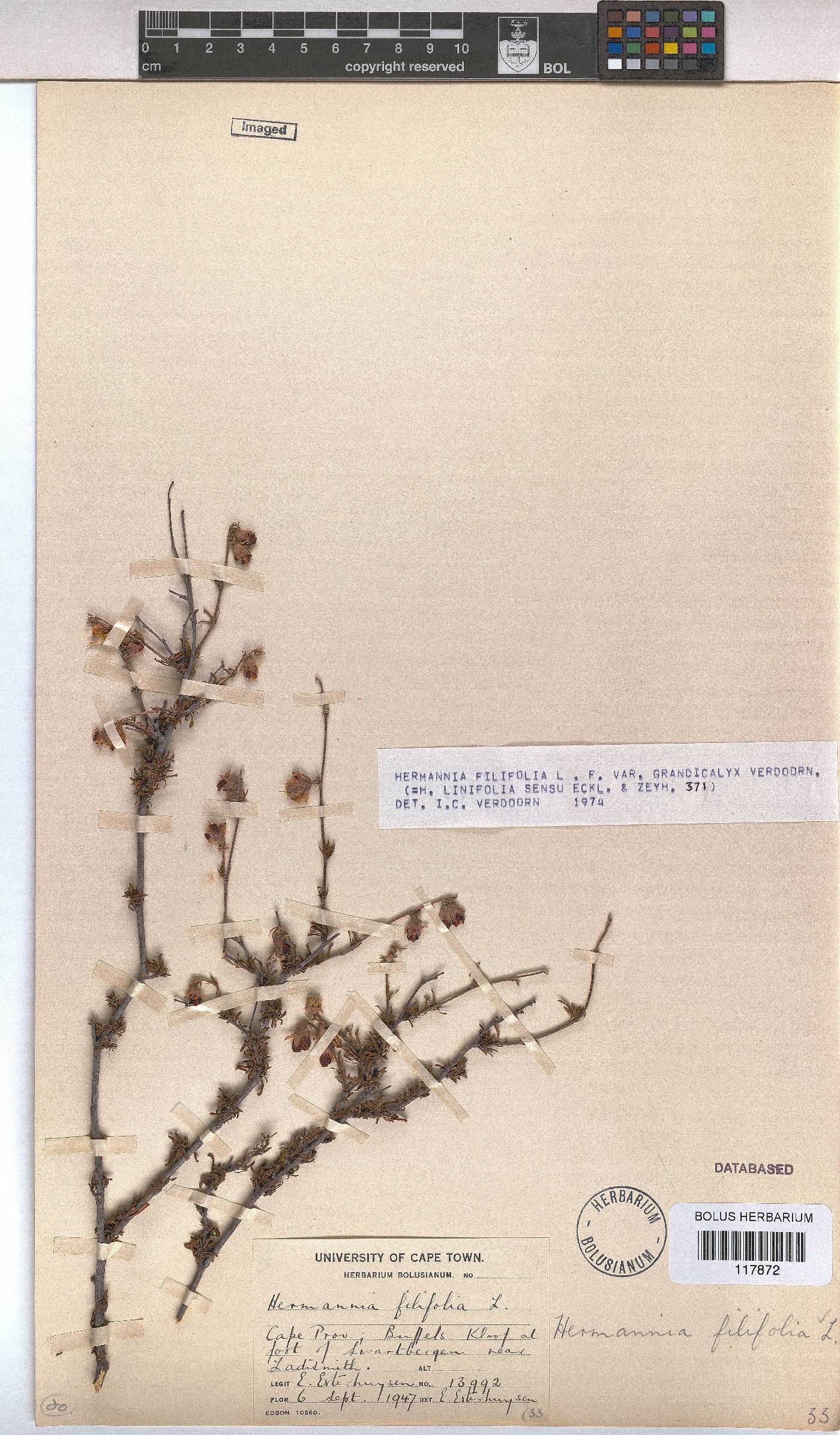 Hermannia filifolia var. grandicalyx image