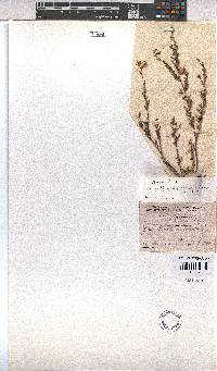 Hermannia filifolia image