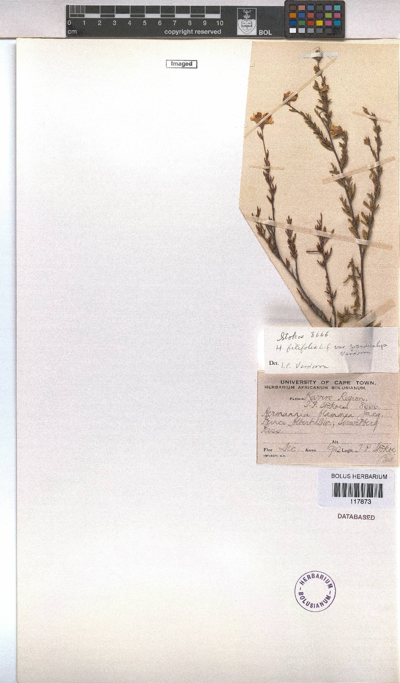 Hermannia filifolia var. grandicalyx image