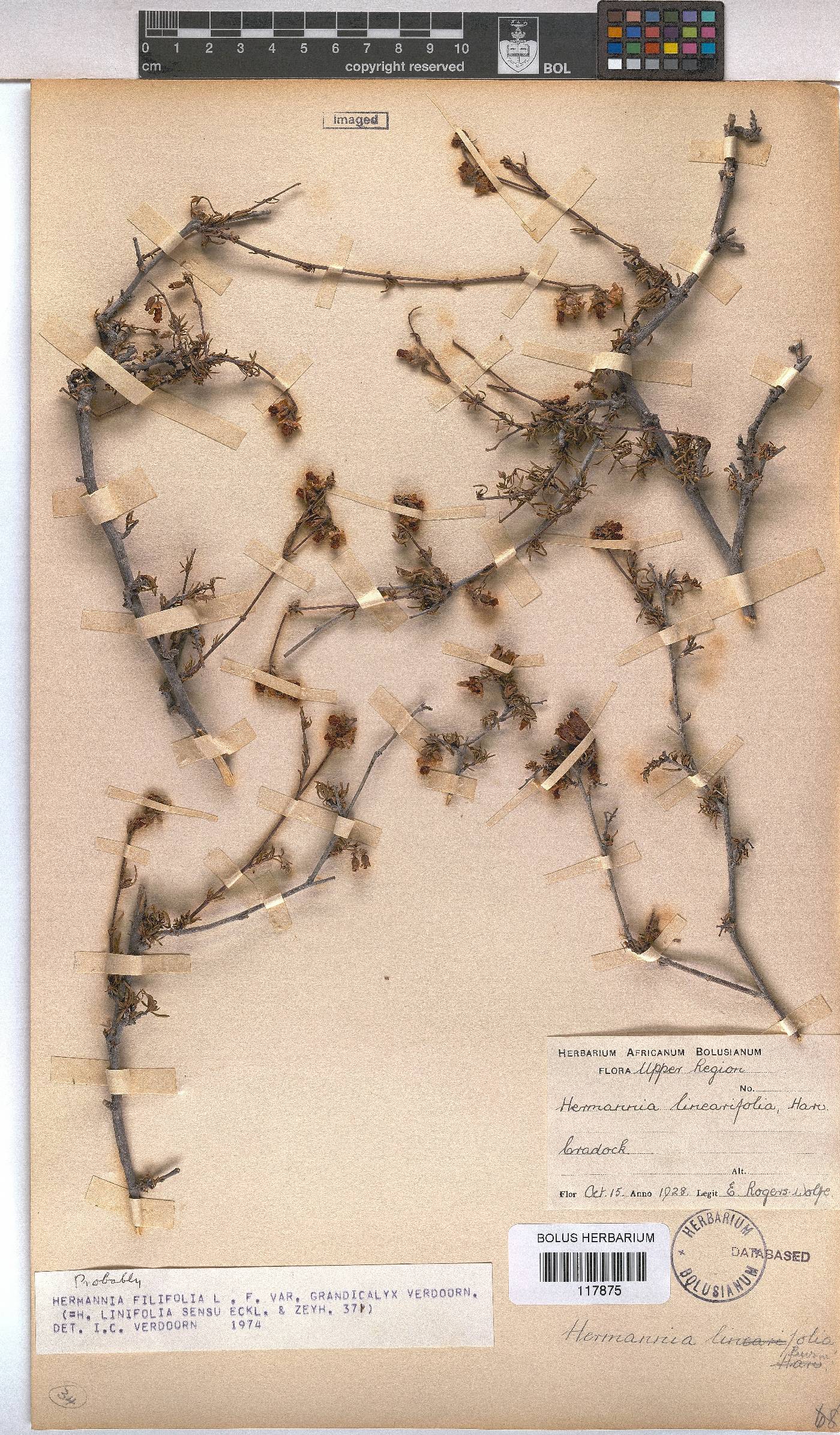 Hermannia filifolia var. grandicalyx image