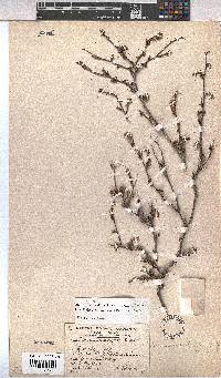 Hermannia filifolia image