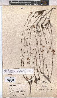 Hermannia filifolia image