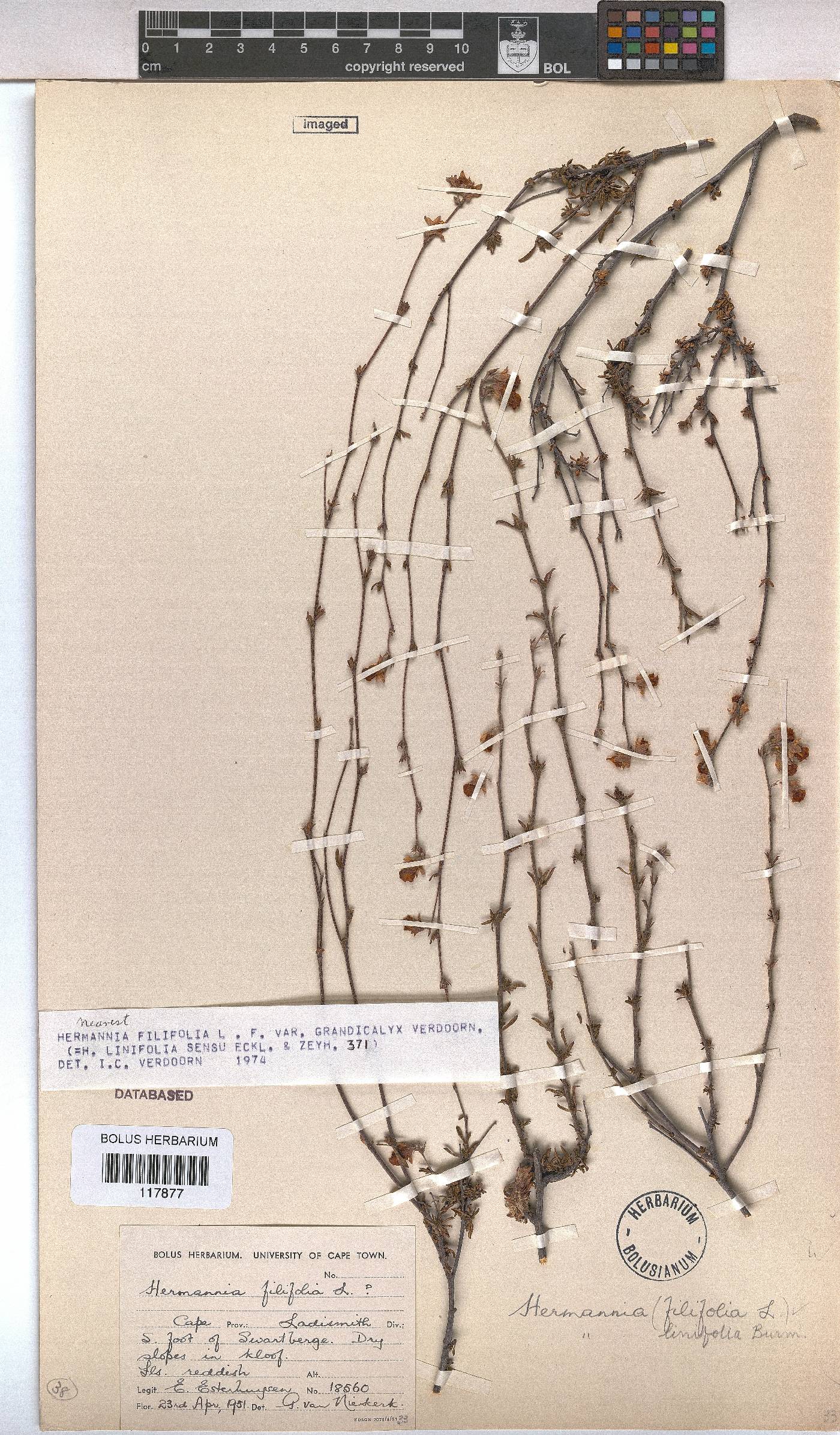 Hermannia filifolia var. grandicalyx image