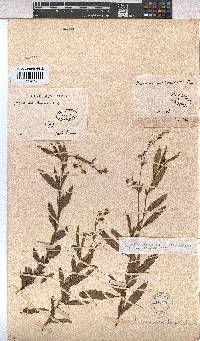 Hermannia denudata image