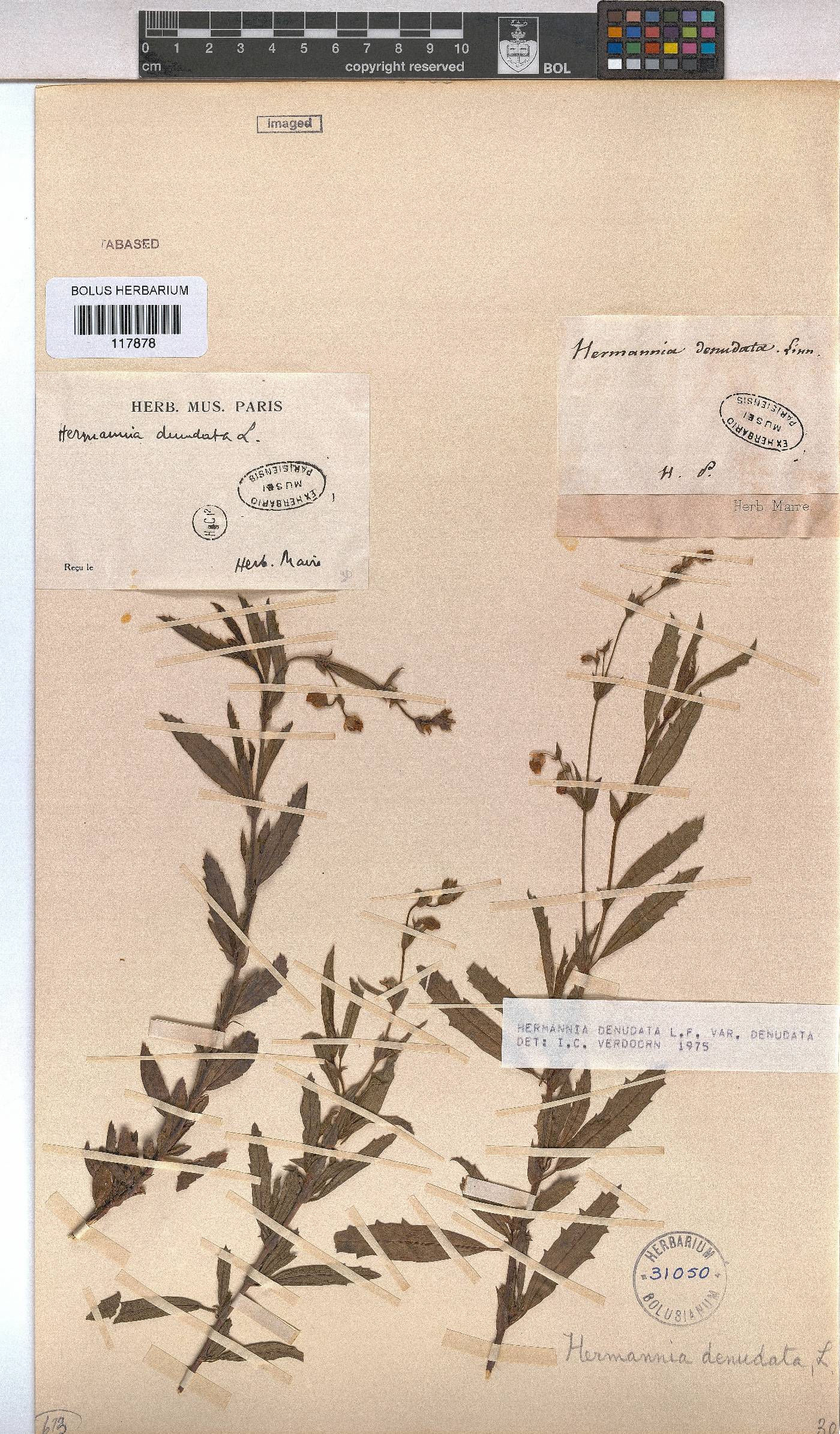 Hermannia denudata image
