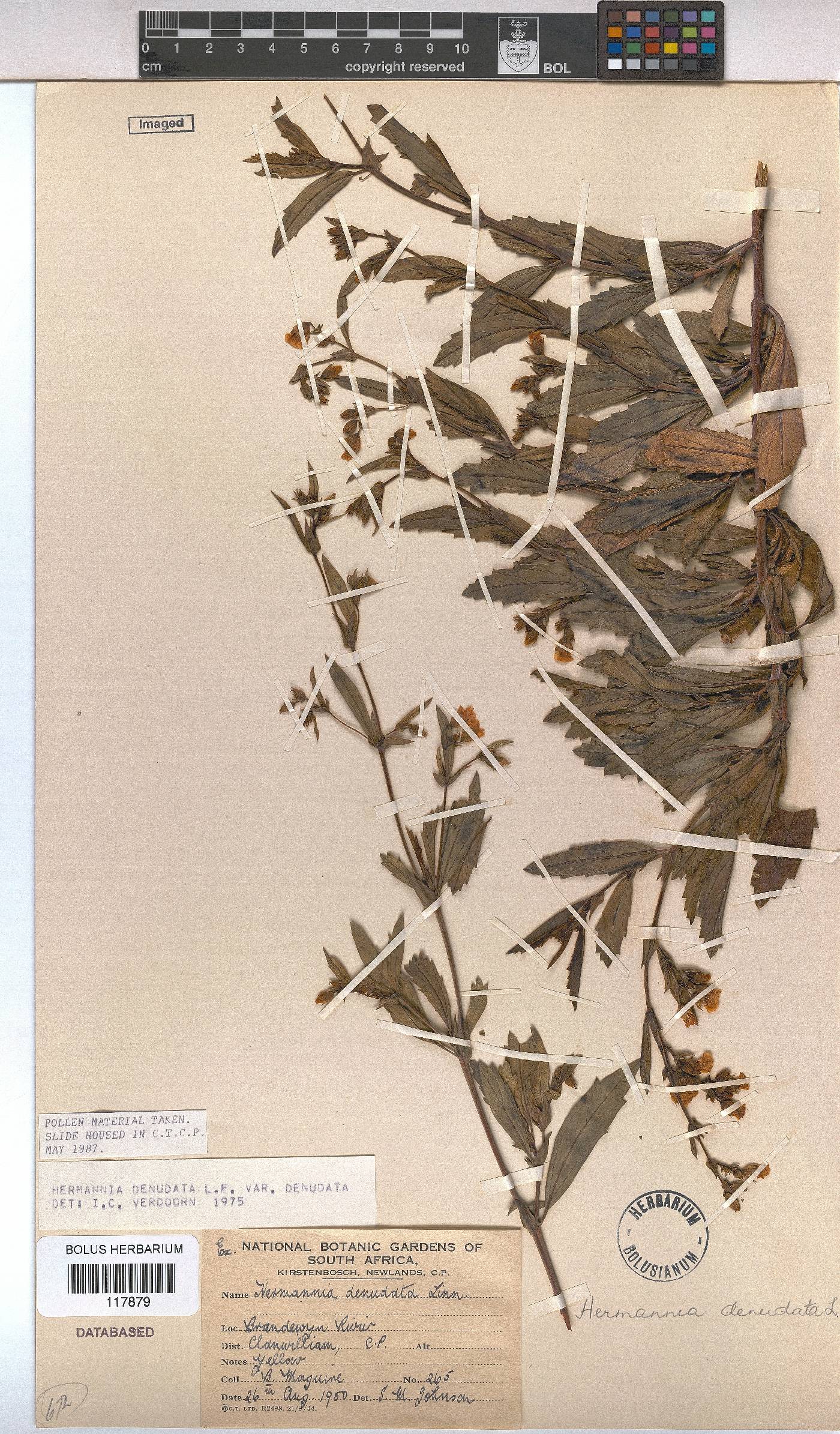Hermannia denudata image