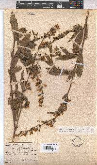 Hermannia denudata image