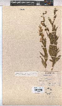 Hermannia denudata image