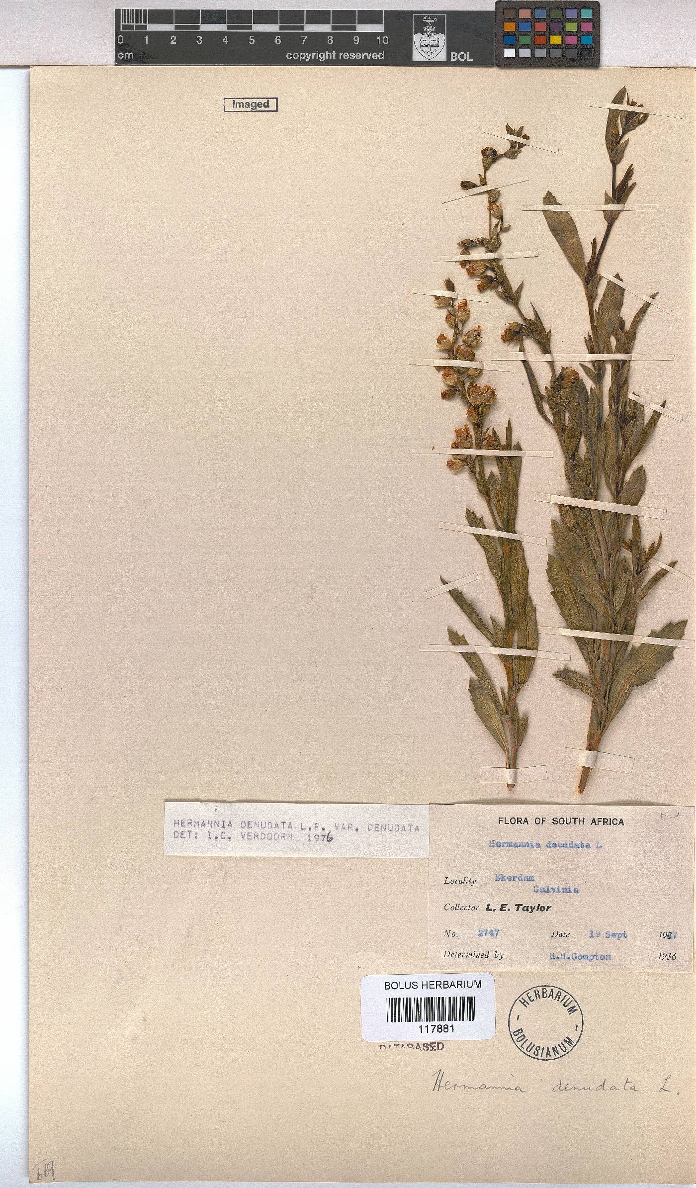 Hermannia denudata image