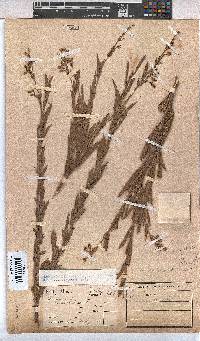 Hermannia denudata image