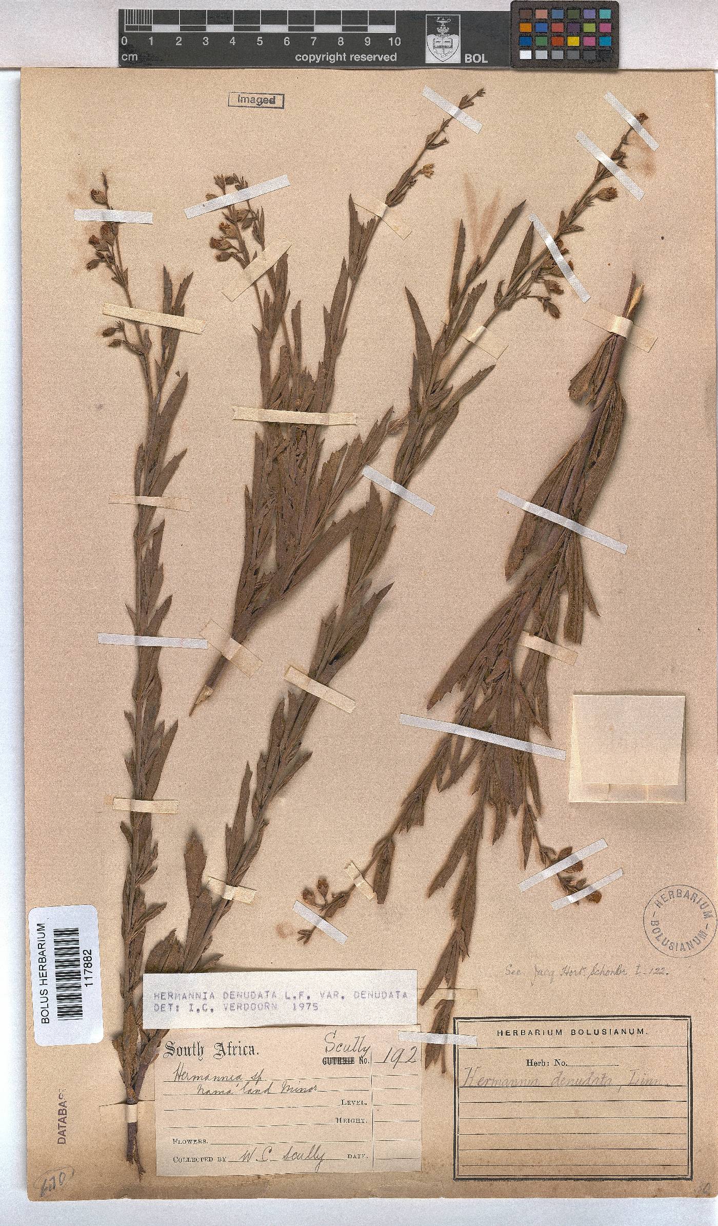 Hermannia denudata image