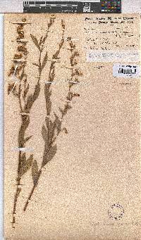 Hermannia denudata image