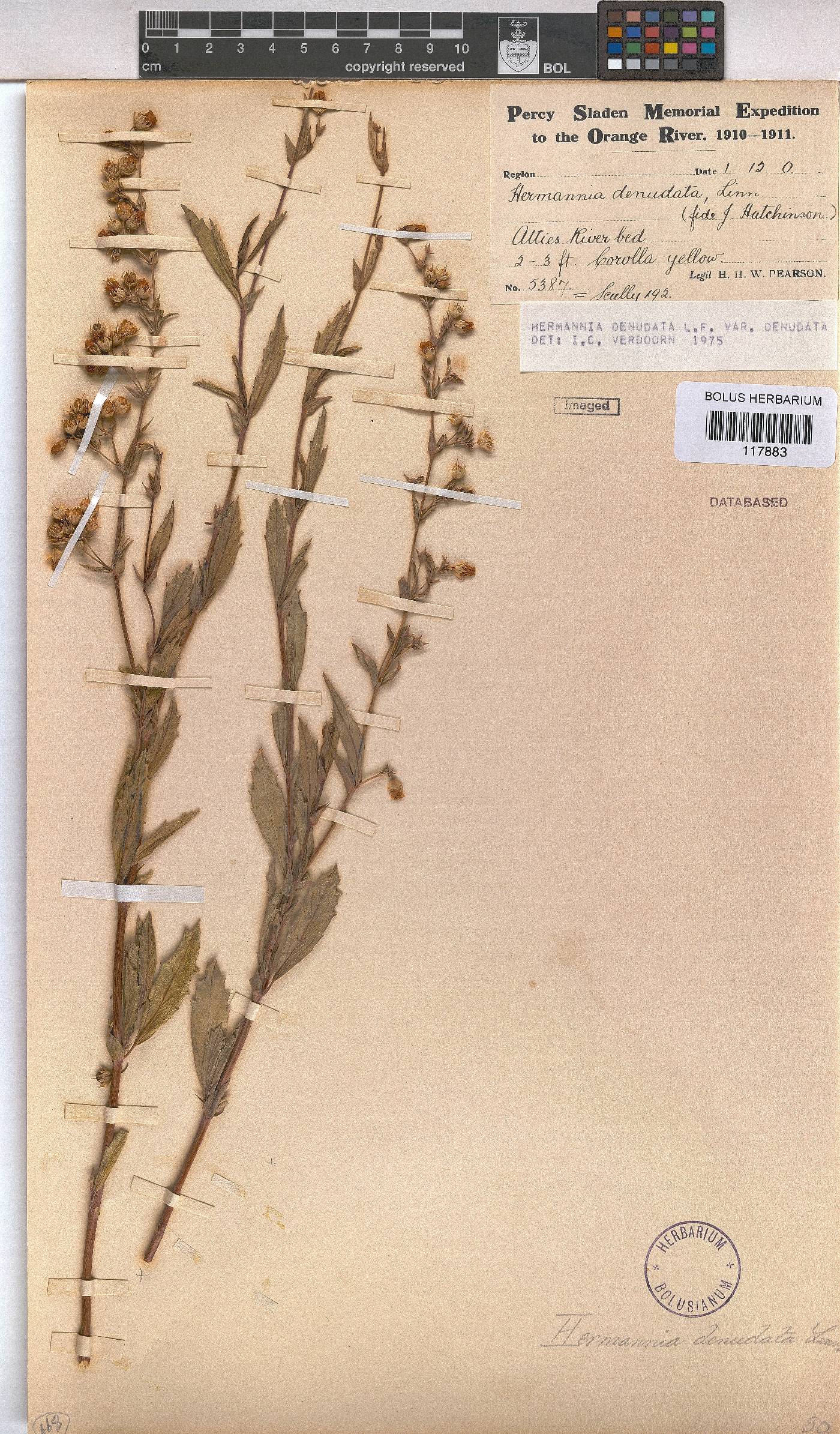 Hermannia denudata var. denudata image