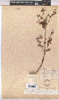 Hermannia denudata image