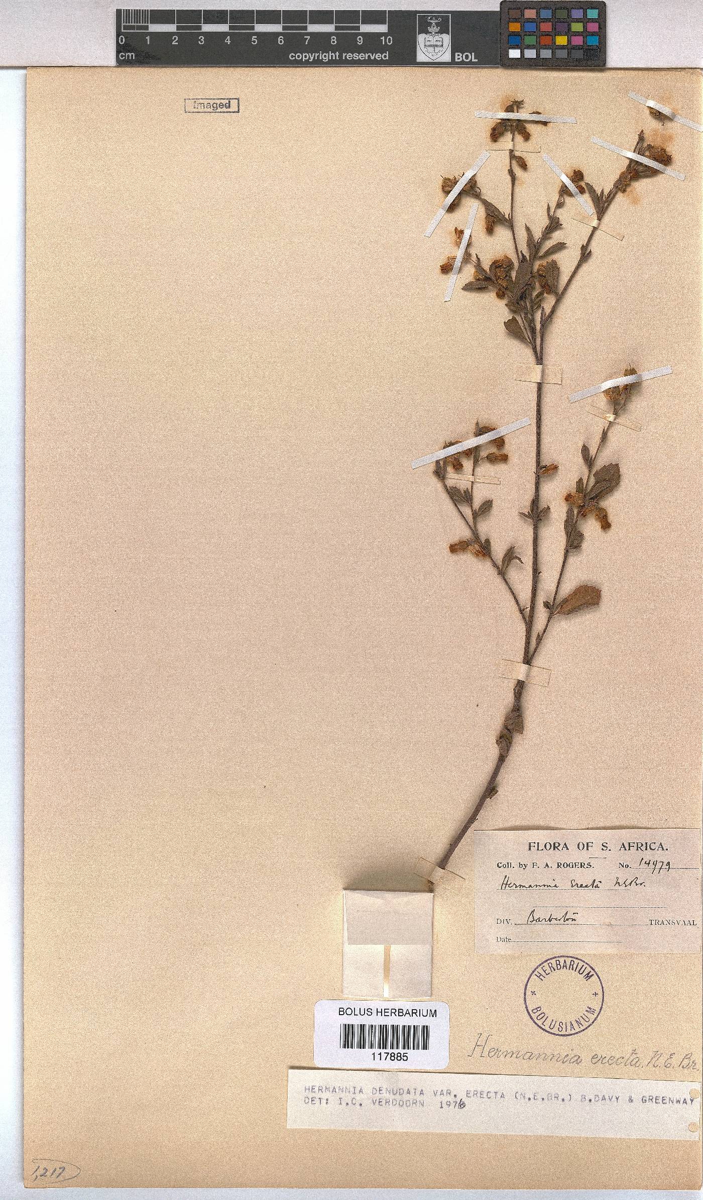 Hermannia denudata var. erecta image