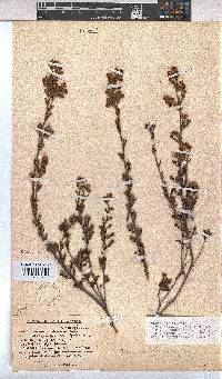 Hermannia flammea image